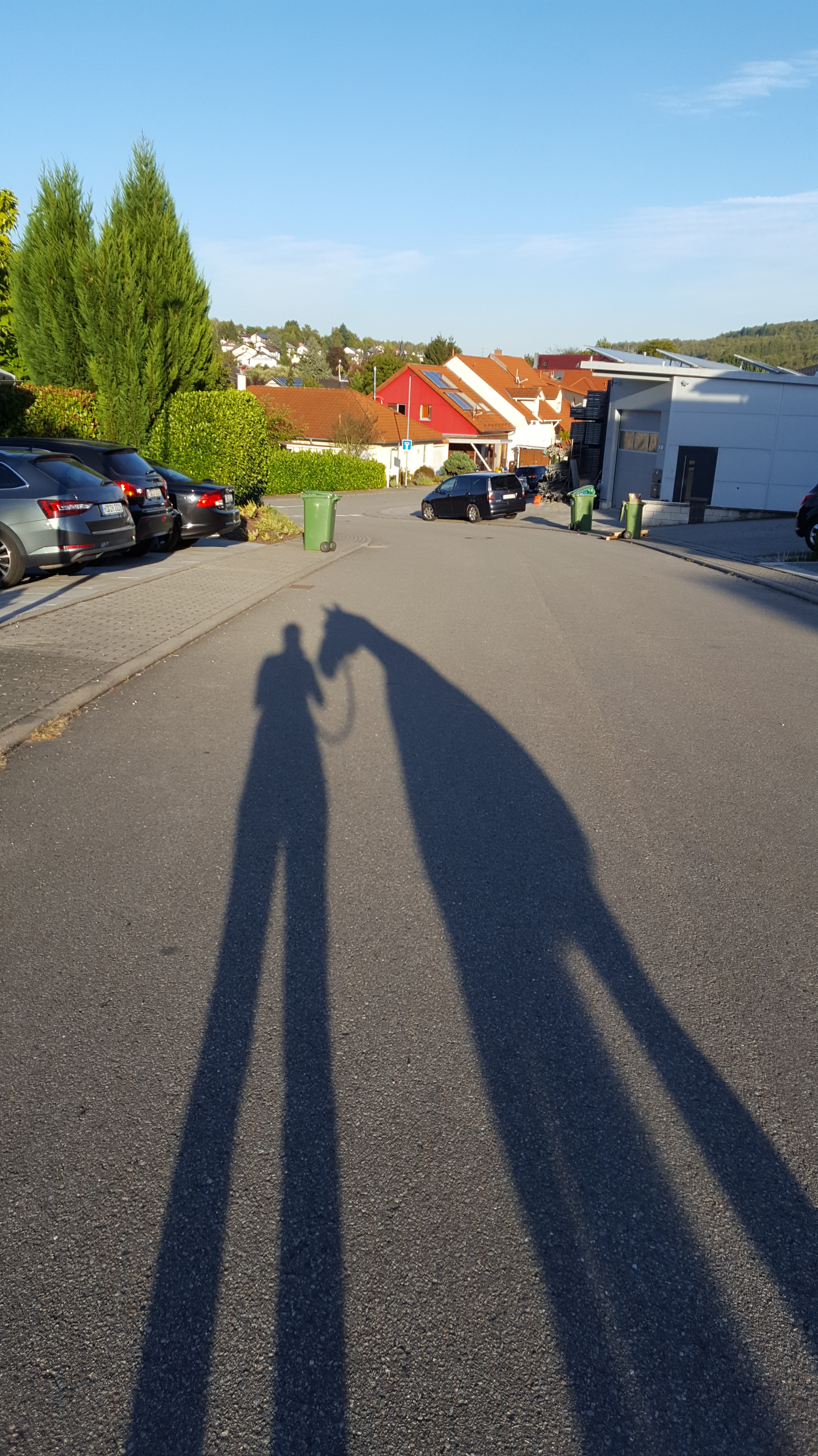 Schatten von Mensch und Pferd