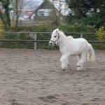 Pony Benni rennt