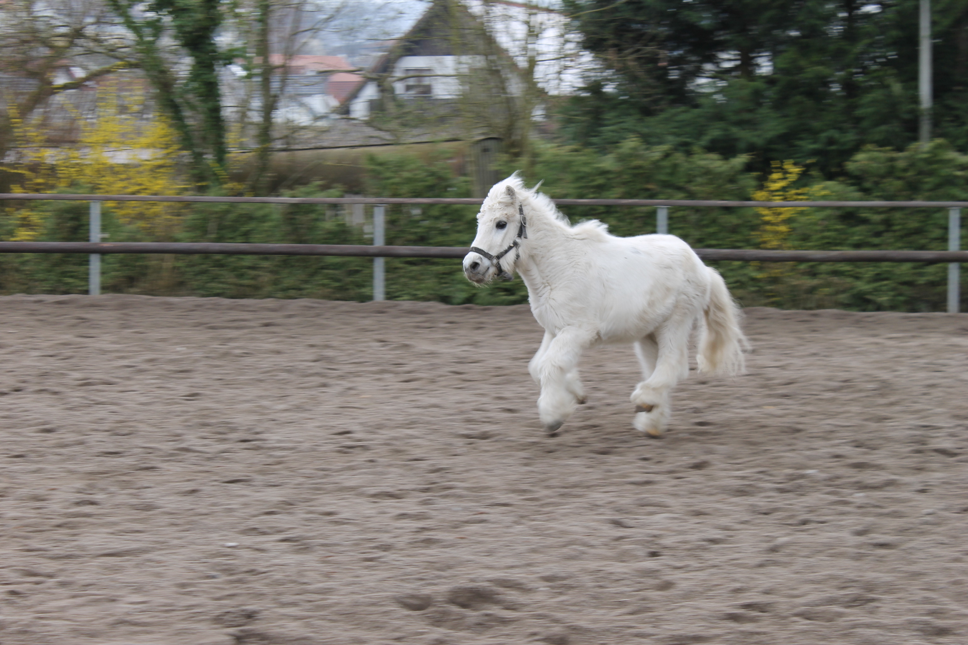 Pony Benni rennt