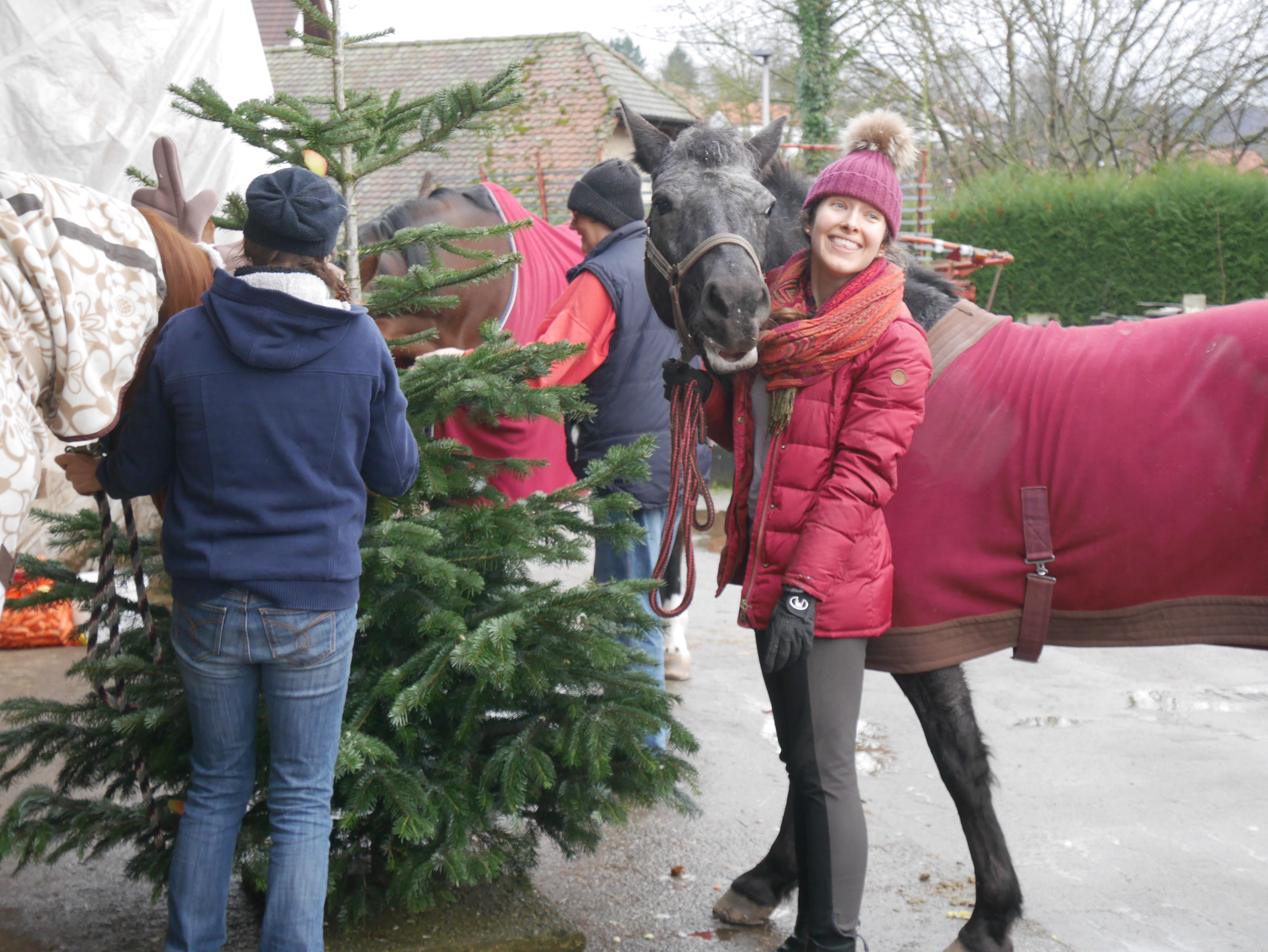 Pferd und Mensch haben Freude am Weihnachtsbaum