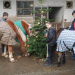 Leckerer Weihnachtsbaum für Pferde auf dem Pferdehof