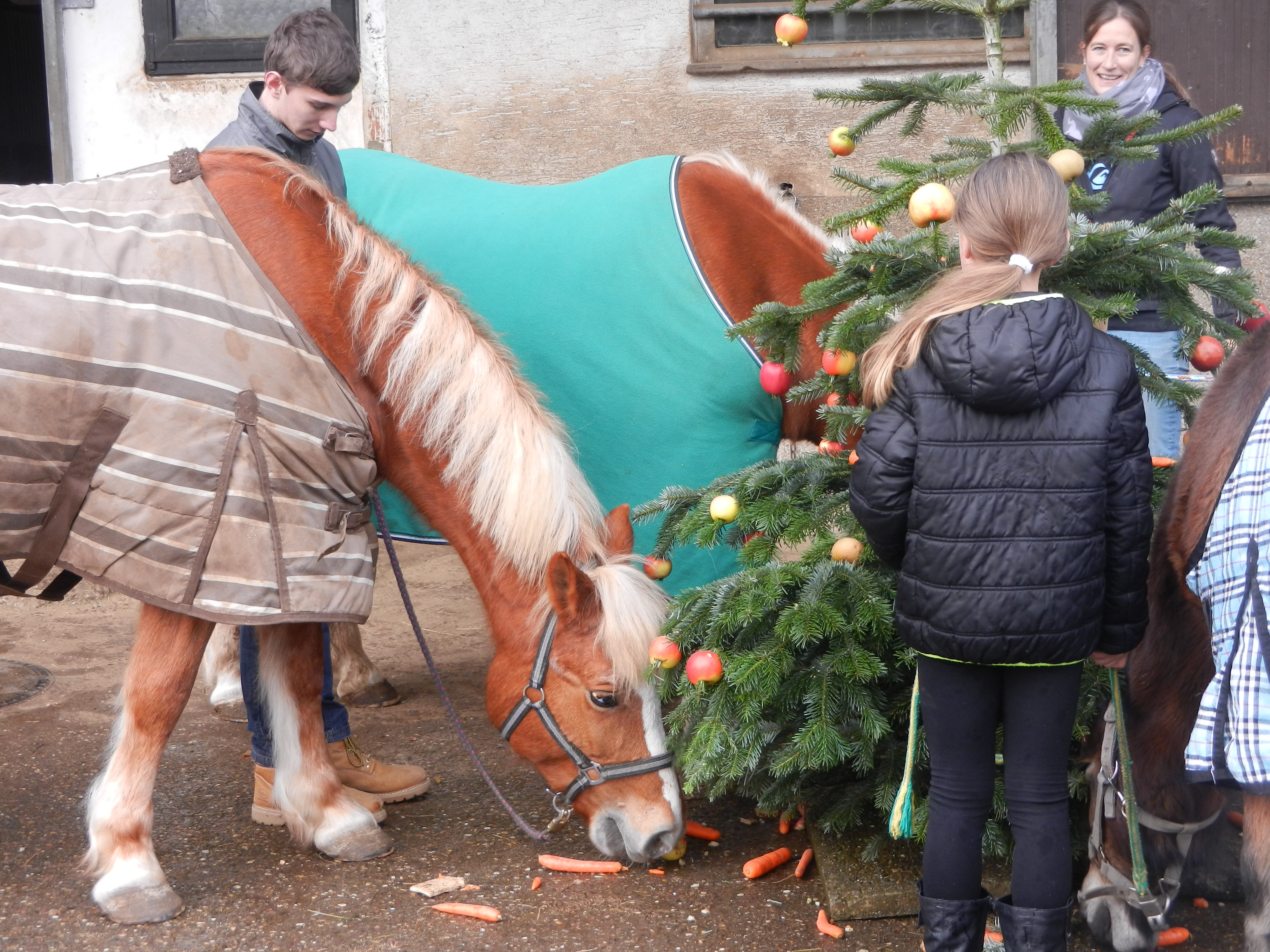 Weihnachtsbaum zum Fressen mit Pferden