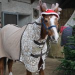 Weihnachtspferd auf dem Pferdehof