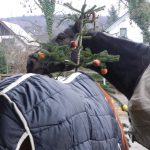 schwarzes Pferd am Weihnachtsbaum